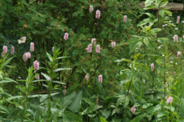 Persicaria bistortaAdderwortel bestellen